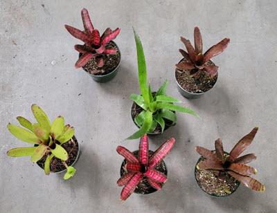 4" Bromeliad Neoregelia Assortment